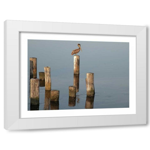 Pelican I White Modern Wood Framed Art Print by Nawrocke, Bruce