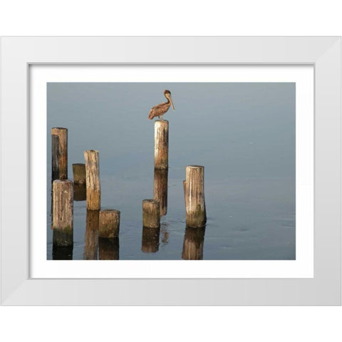 Pelican I White Modern Wood Framed Art Print by Nawrocke, Bruce