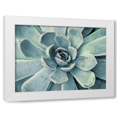 Teal Succulent White Modern Wood Framed Art Print by Bryant, Susan