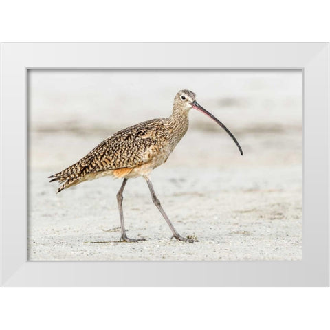 Long Billed Curlew White Modern Wood Framed Art Print by Lake, Shelley