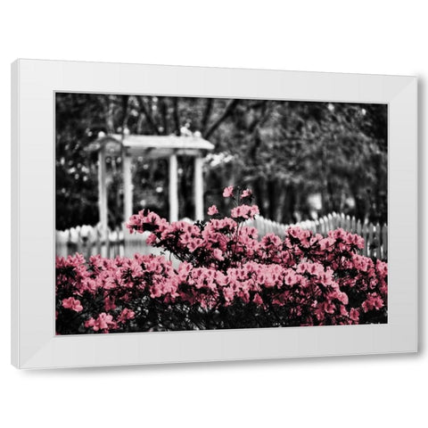 Garden Areas Border II White Modern Wood Framed Art Print by Peck, Gail