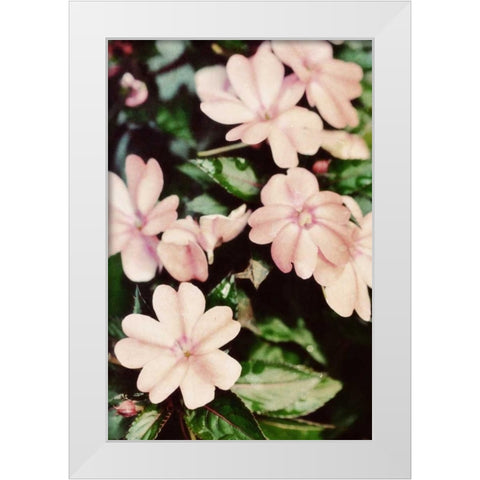 Filter Flowers II White Modern Wood Framed Art Print by Peck, Gail