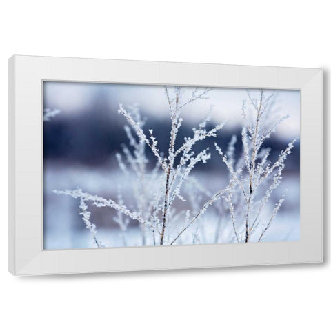 Flakes on Branches White Modern Wood Framed Art Print by Poynter, Kelly
