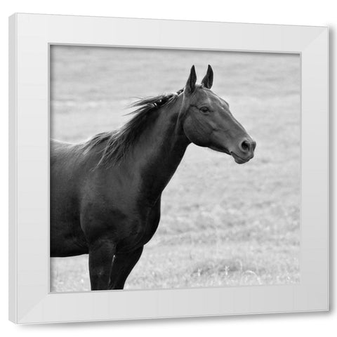 On Sight White Modern Wood Framed Art Print by Walker, Carol