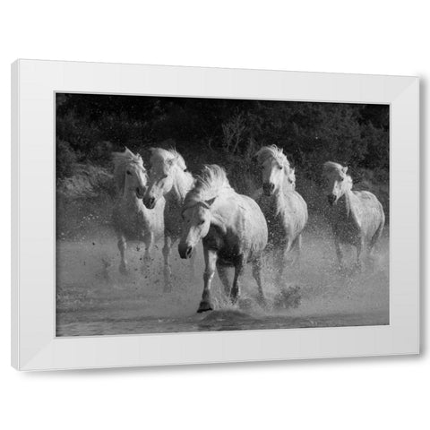 White Running Horses Border White Modern Wood Framed Art Print by Walker, Carol
