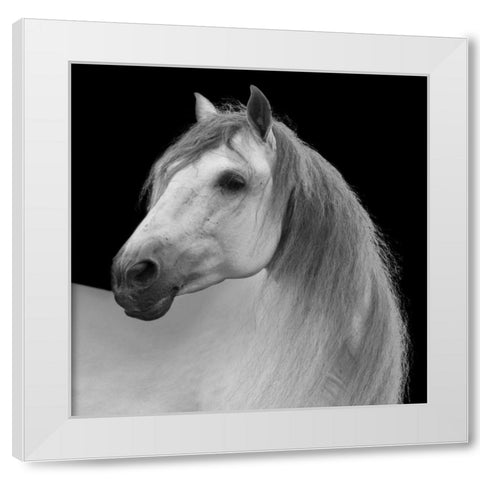Facing Horse White Modern Wood Framed Art Print by Walker, Carol
