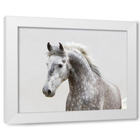 Grey Meadow Horse White Modern Wood Framed Art Print by Walker, Carol
