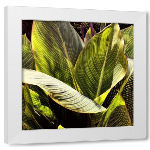 Plant Exploration I White Modern Wood Framed Art Print by Navas, Emily