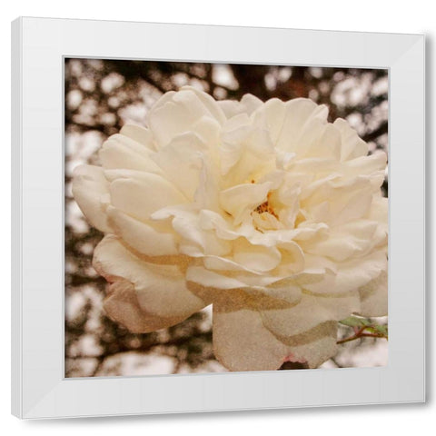 Vintage Rose I White Modern Wood Framed Art Print by Navas, Emily