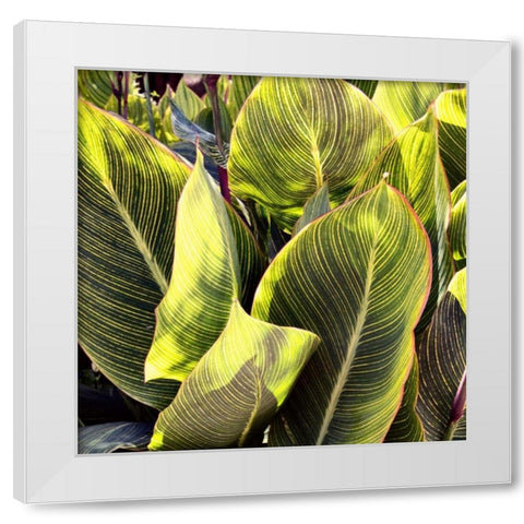 Plant Exploration II White Modern Wood Framed Art Print by Navas, Emily