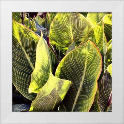 Plant Exploration II White Modern Wood Framed Art Print by Navas, Emily