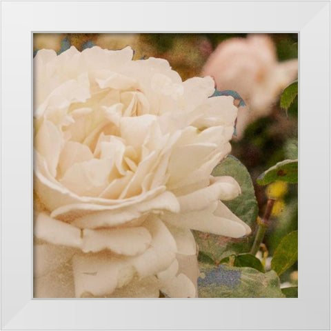 Vintage Rose II White Modern Wood Framed Art Print by Navas, Emily