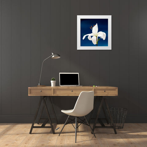 Lily On Blue White Modern Wood Framed Art Print by Peck, Gail