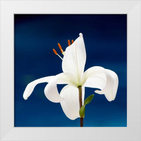 Lily On Blue White Modern Wood Framed Art Print by Peck, Gail