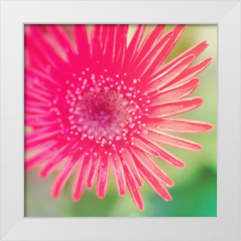 Pink Fun I White Modern Wood Framed Art Print by Bryant, Susan