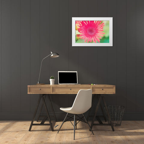 Pink Gerbera White Modern Wood Framed Art Print by Bryant, Susan