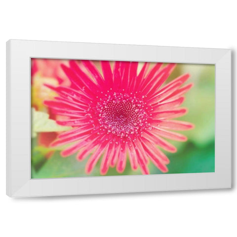 Pink Gerbera White Modern Wood Framed Art Print by Bryant, Susan