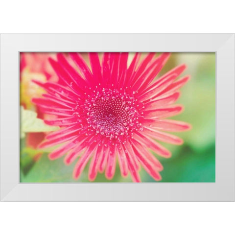 Pink Gerbera White Modern Wood Framed Art Print by Bryant, Susan