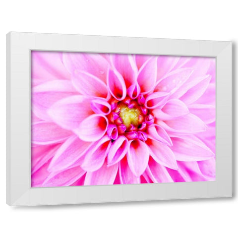 Pink Explosion I White Modern Wood Framed Art Print by Bryant, Susan