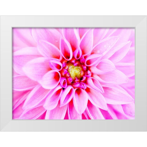 Pink Explosion I White Modern Wood Framed Art Print by Bryant, Susan