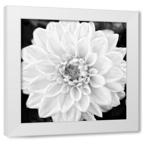 Black and White Gerber I White Modern Wood Framed Art Print by Bryant, Susan