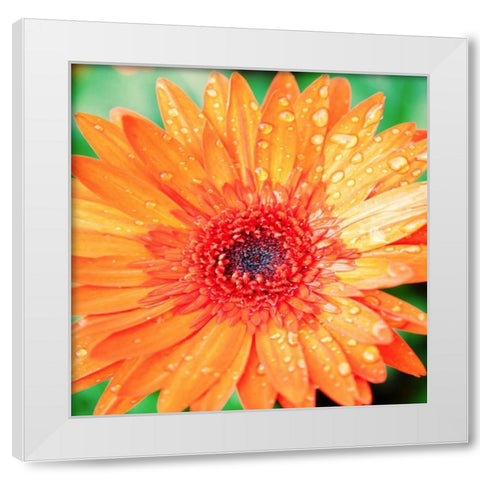 Mixed Gerber I White Modern Wood Framed Art Print by Bryant, Susan