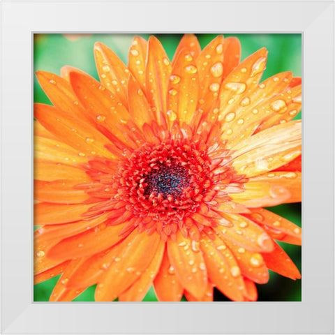 Mixed Gerber I White Modern Wood Framed Art Print by Bryant, Susan