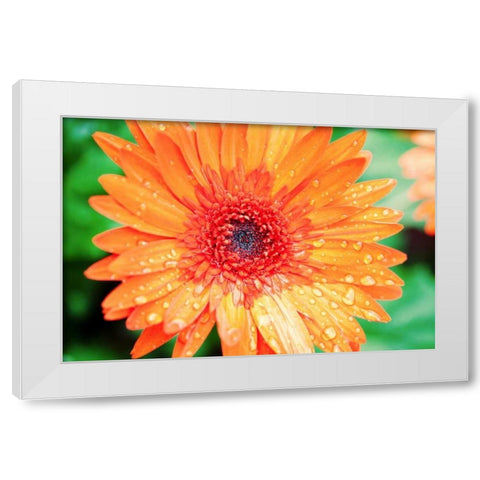 Orange Gerbera White Modern Wood Framed Art Print by Bryant, Susan