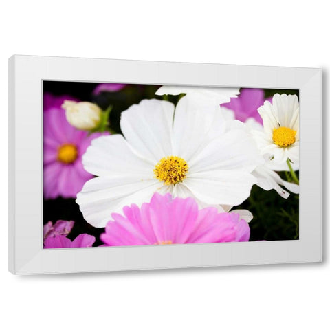 Daisies II White Modern Wood Framed Art Print by Bryant, Susan