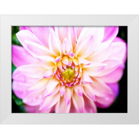 Pink Explosion II White Modern Wood Framed Art Print by Bryant, Susan