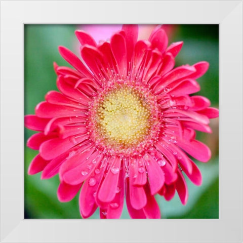 Mixed Gerber II White Modern Wood Framed Art Print by Bryant, Susan