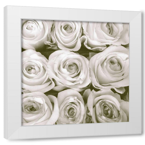Rose In Bloom Square White Modern Wood Framed Art Print by Peck, Gail