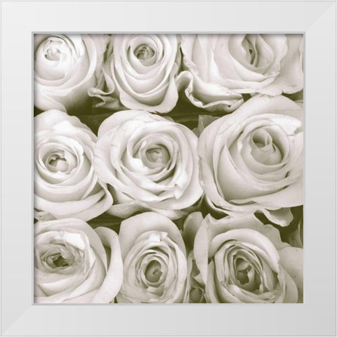 Rose In Bloom Square White Modern Wood Framed Art Print by Peck, Gail