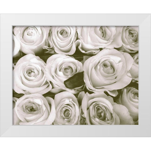 Rose In Bloom White Modern Wood Framed Art Print by Peck, Gail