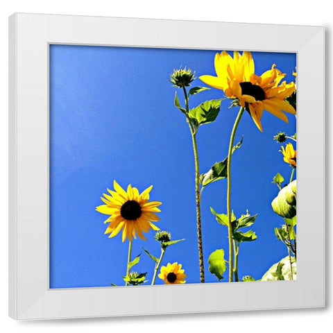 Sunflowers and Sky White Modern Wood Framed Art Print by Saghini, Lisa Hill
