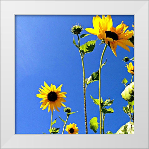 Sunflowers and Sky White Modern Wood Framed Art Print by Saghini, Lisa Hill
