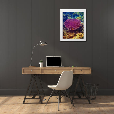 Barrier Reef Coral II White Modern Wood Framed Art Print by Mansfield, Kathy