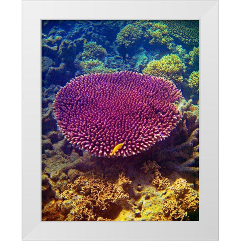 Barrier Reef Coral II White Modern Wood Framed Art Print by Mansfield, Kathy