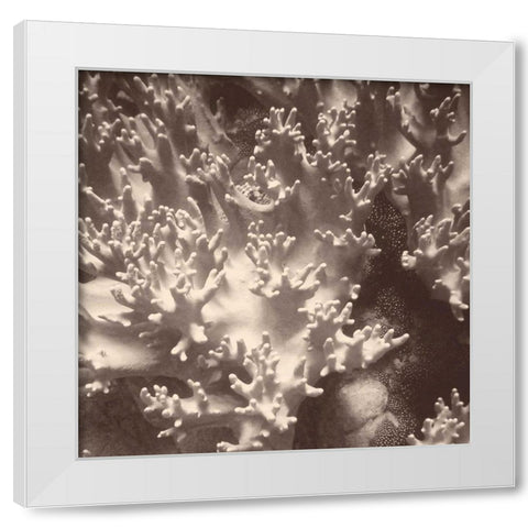 Sepia Barrier Reef Coral I White Modern Wood Framed Art Print by Mansfield, Kathy