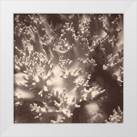 Sepia Barrier Reef Coral I White Modern Wood Framed Art Print by Mansfield, Kathy