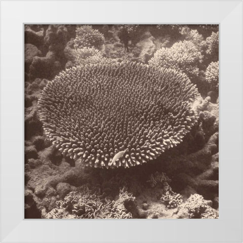 Sepia Barrier Reef Coral II White Modern Wood Framed Art Print by Mansfield, Kathy