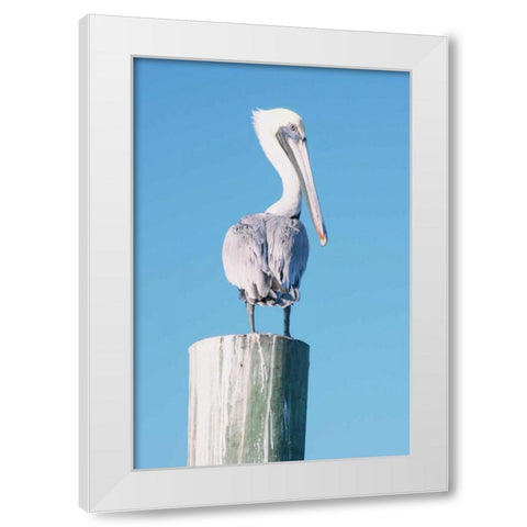Pelican Perched I White Modern Wood Framed Art Print by Mansfield, Kathy