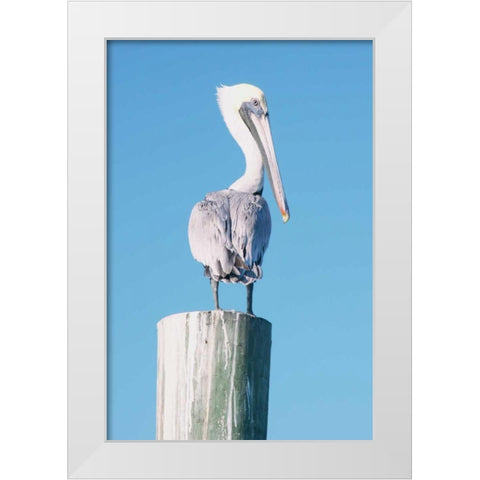 Pelican Perched I White Modern Wood Framed Art Print by Mansfield, Kathy
