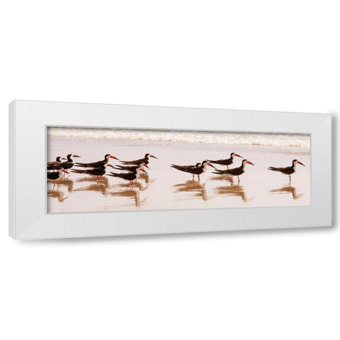 Black Skimmers I White Modern Wood Framed Art Print by Mansfield, Kathy