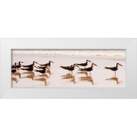 Black Skimmers I White Modern Wood Framed Art Print by Mansfield, Kathy