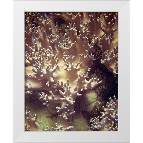 Barrier Reef Coral I White Modern Wood Framed Art Print by Mansfield, Kathy