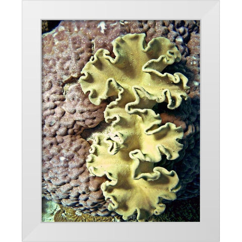 Barrier Reef Coral IV White Modern Wood Framed Art Print by Mansfield, Kathy