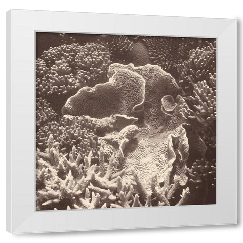 Sepia Barrier Reef Coral III White Modern Wood Framed Art Print by Mansfield, Kathy