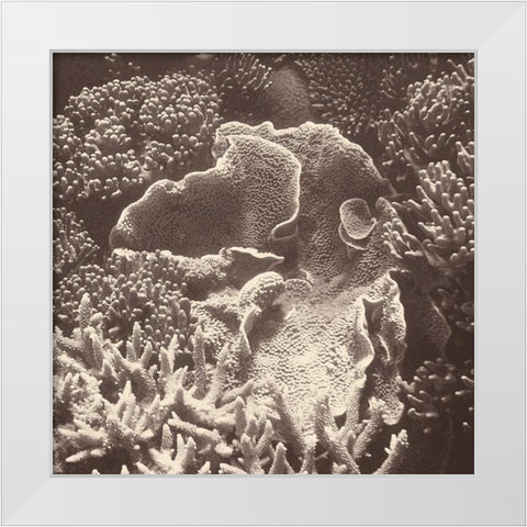 Sepia Barrier Reef Coral III White Modern Wood Framed Art Print by Mansfield, Kathy