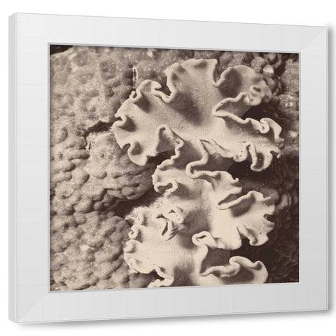 Sepia Barrier Reef Coral IV White Modern Wood Framed Art Print by Mansfield, Kathy